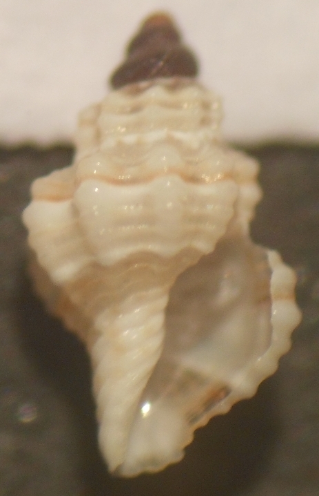 Leufroya leufroyi juvenile?